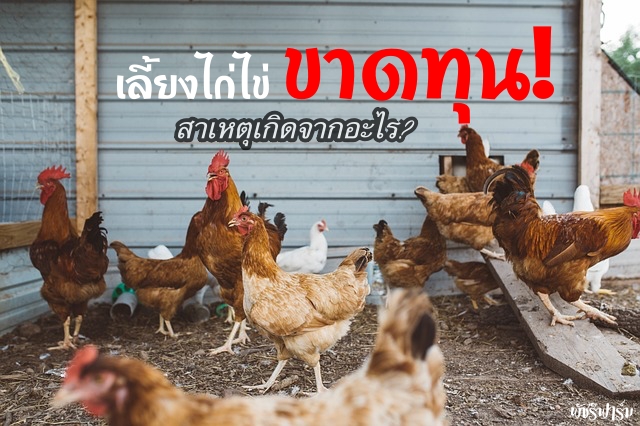 เลี้ยงไก่ขาดทุน! ไม่ประสบความสำเร็จ เกิดจากสาเหตุอะไรกันแน่?